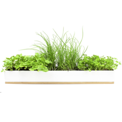 Micro Herbs Window Sill Box